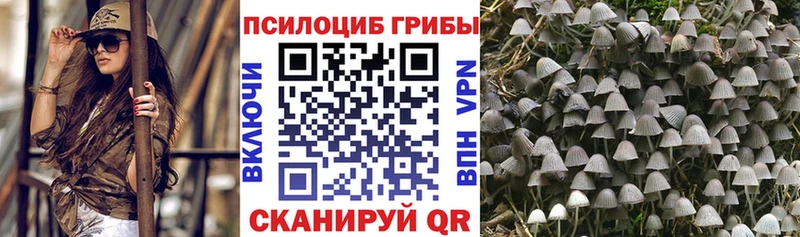 гидра ТОР  как найти наркотики  Александров  Галлюциногенные грибы Psilocybe 